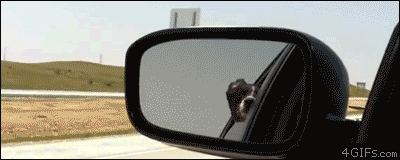 Dog-air-bites-cars-highway.gif