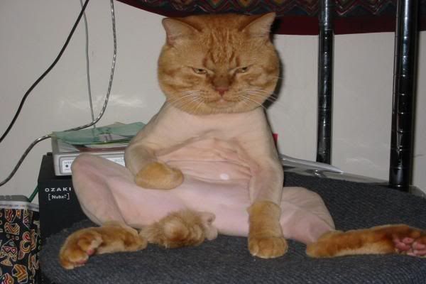 shavedcat-600x400.jpg