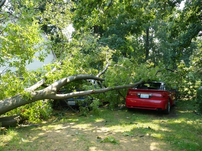 FallenTree3.jpg