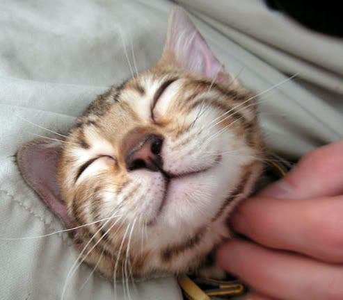 tigerlilysmile.jpg