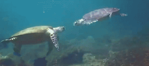 2FazevvcDdyrf1E7C.gif