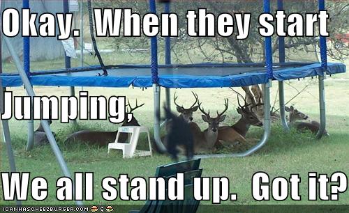 funny-pictures-deer-under-trampoline-750386.jpg