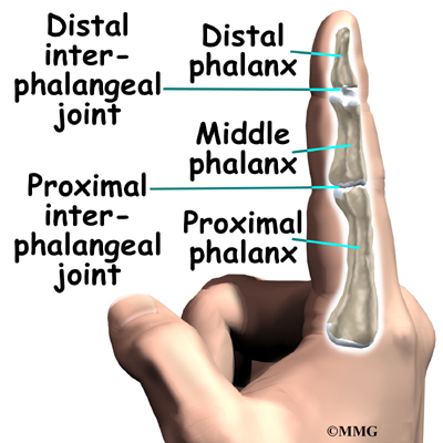 finger_fusion_anat02.jpg