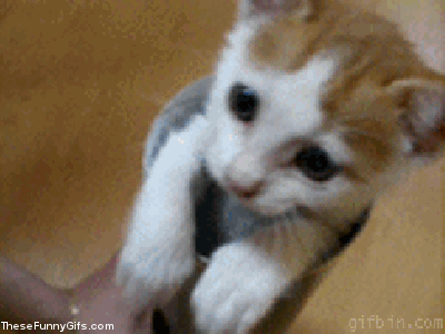 tumblr_ml1d4eUJFj1s7itpyo1_400.gif