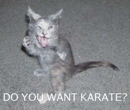 funny_cat_pictures_053.jpg