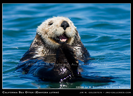 040908_sea_otter_enhydra_lutris_520c.jpg