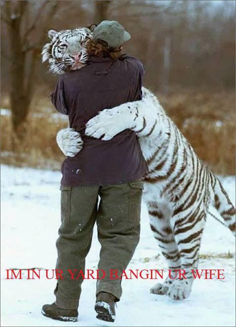 tigeroi2.jpg