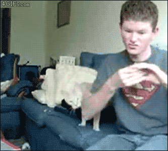 Deaf-kid-scares-cat.gif