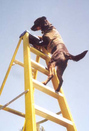 dog-climbs-ladder-lg.jpg