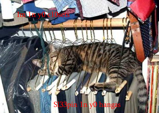 cat-between-closet-hangers-sleeping.png