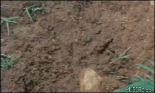 Bullfrog-eats.gif