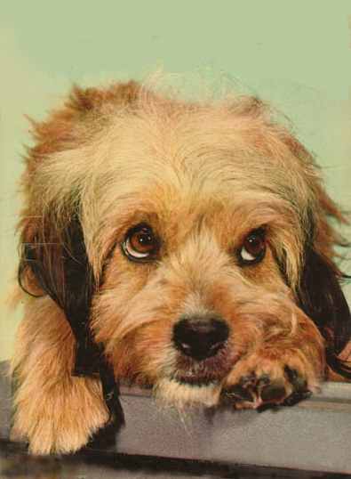 higgins-benji-dog.jpg