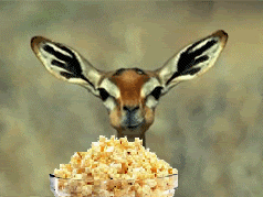 1337gif.com_images_gif_popcorn-deer-52.gif