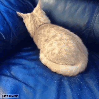 1evdVq5.gif.gif