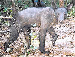 P2_g_fea_bears_bald_FL.jpg