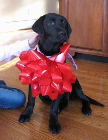 LabradorRetrieverBlackBaileyPuppyDog4MonthsOld.jpg