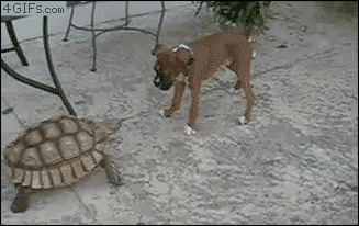 Tortoise-charges-dog.gif