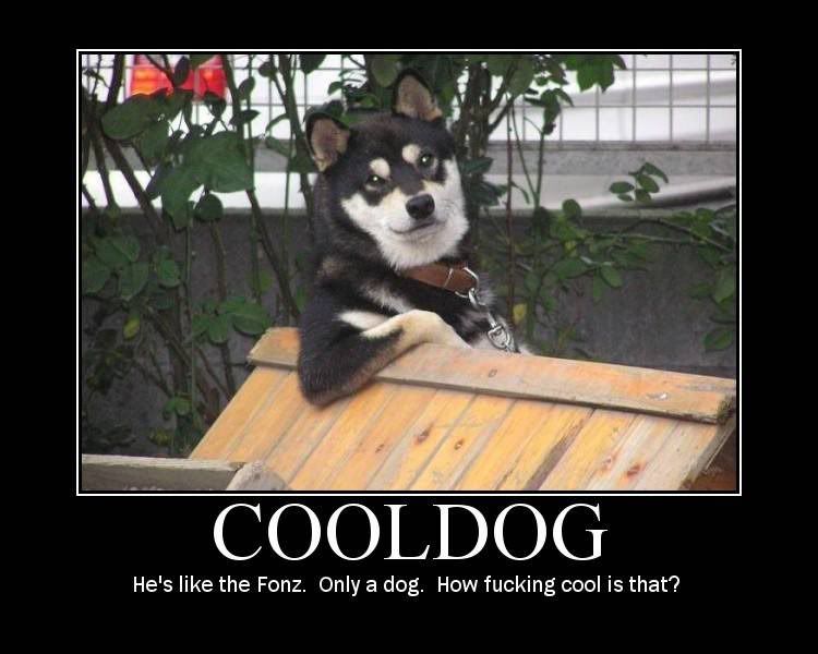 dog.jpg
