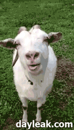 nDoYl9E.gif