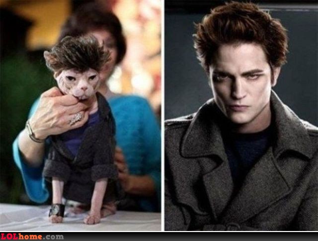 celebrity-look-alike-cat2.jpg