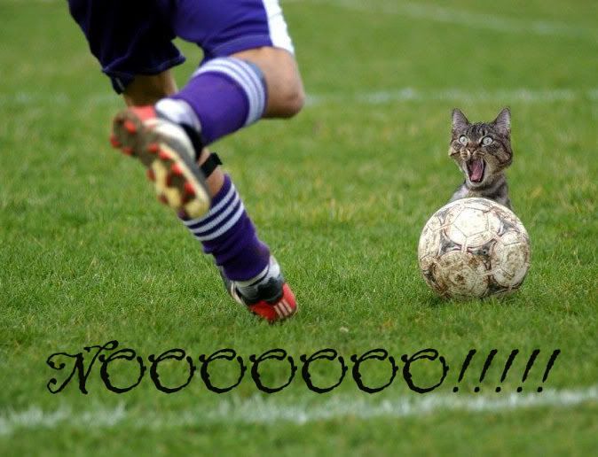 funny_cat_problem.jpg
