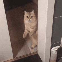 zaruth-cat.gif
