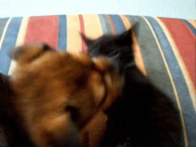 0BzZyh3.gif