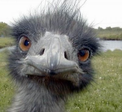 t1ostrich_funny_face.jpg