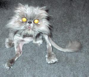 weird%2Bcat.jpg