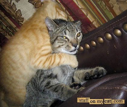 20061019-ZIP_KITTYBOOS.jpg