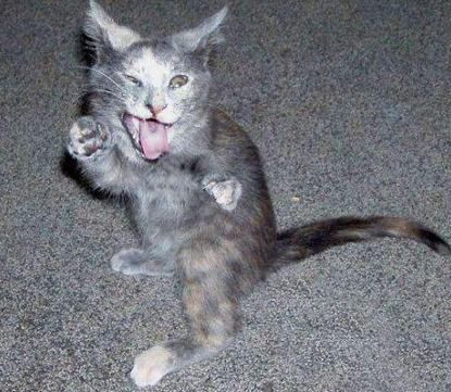 cat5.jpg
