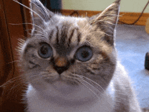 46D1xOS.gif