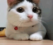 tumblr_lvclyqhxIr1qbunx5.gif