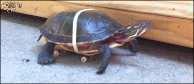 giphy.gif
