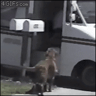 Happy-dog-gets-mail.gif