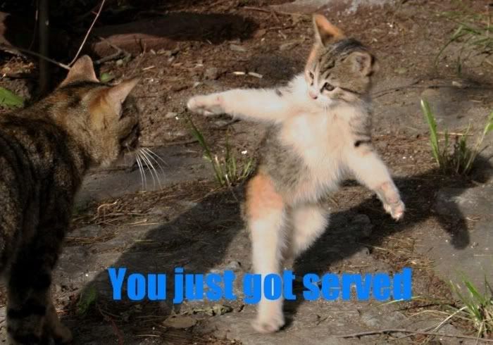 servedcat.jpg