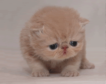 sadcat.gif