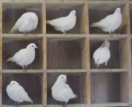 pigeonhole.jpg