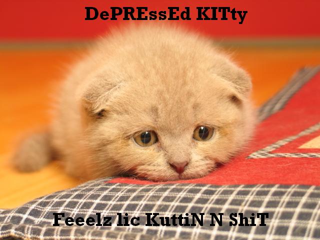 u4fe588-Sad_Kitty.jpg