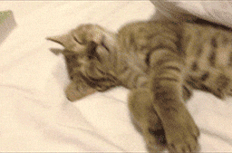 giphy.gif