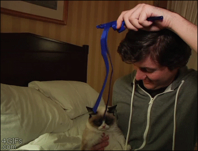Grumpy-cat-not-amused-by-string.gif