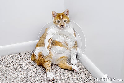 cat-sitting-corner-8737658.jpg