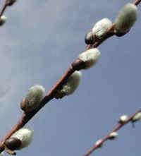 ftshl-pussywillow-01a_small.jpg