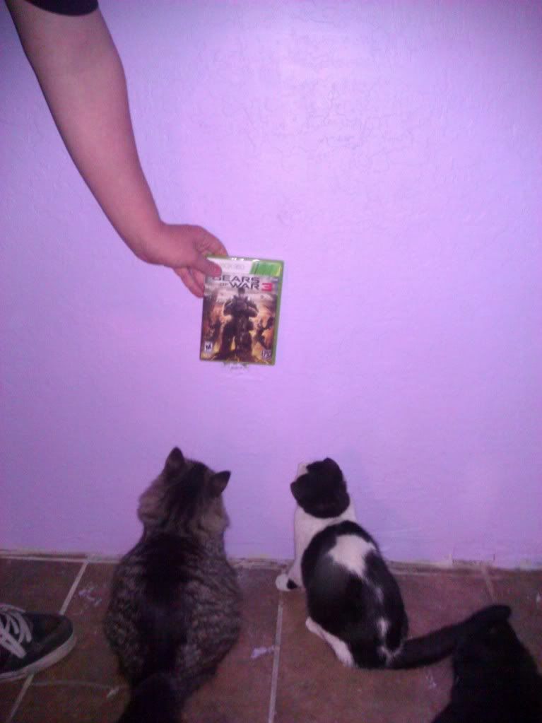 catz.jpg