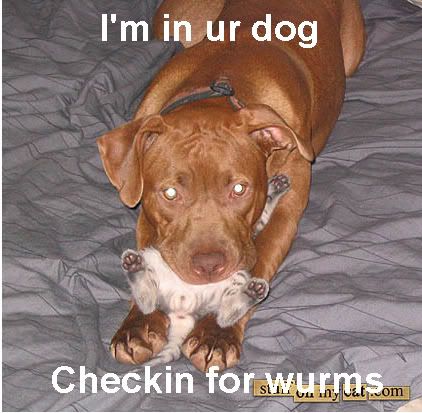 cat_dog.jpg