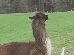 GUXk3pn.gif