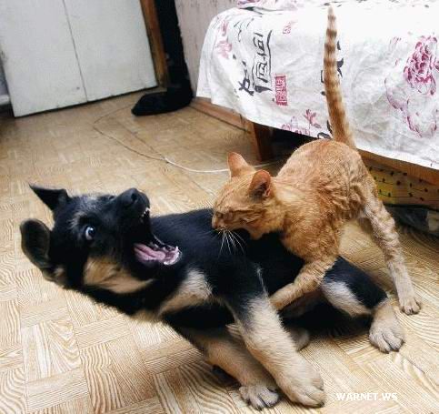 cat-bites-dog.jpg