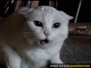 cat-angry-skittles-1118206.gif