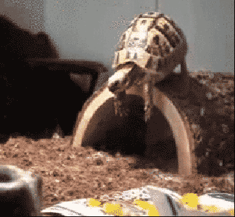 Funny-GIF-Tortoise-Faceplant.gif