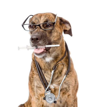 23573003-dog-with-a-stethoscope-on-his-neck-holding-syringe-in-its-mouth-isolated-on-white-background.jpg